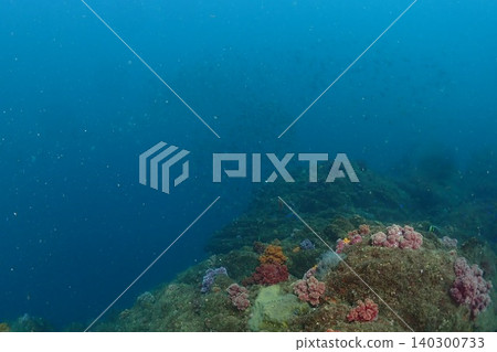 Coral reef and fish bathed in sunlight Coral reef and fish bathed in sunlight 140300733