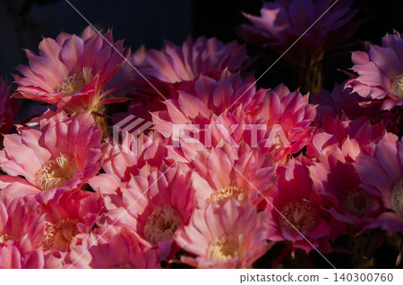 Pink flowers of the short-haired cactus, Mammillaria elongata. Pink flowers of the short-haired cactus, Mammillaria elongata. 140300760