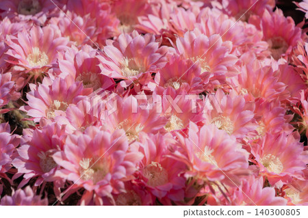 短毛仙人掌（*Mammillaria elongata*）的花朵成簇開放。 140300805