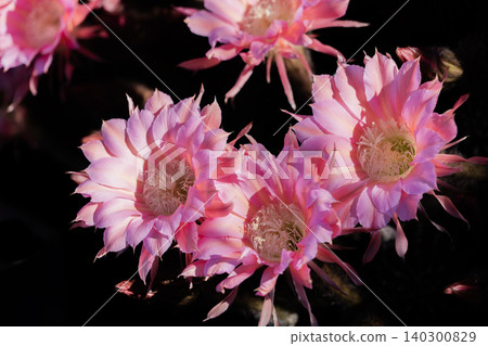 Flowers of the short-haired cactus, *Mammillaria elongata*, blooming in clusters. Flowers of the short-haired cactus, *Mammillaria elongata*, blooming in clusters. 140300829