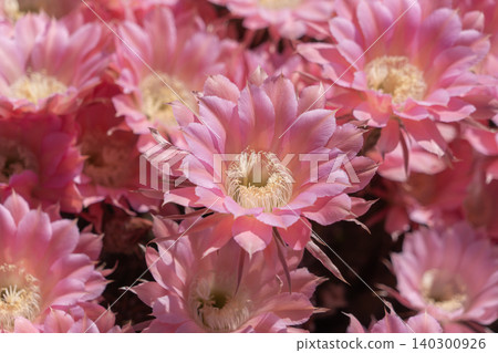 The cluster of cactus flowers that bloomed in my garden The cluster of cactus flowers that bloomed in my garden 140300926