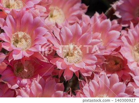 The cluster of cactus flowers that bloomed in my garden The cluster of cactus flowers that bloomed in my garden 140300927