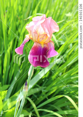 A pink iris flower with a bud against a background of grass in a flowerbed A pink iris flower with a bud against a background of grass in a flowerbed 140301106