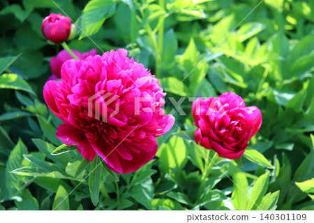 Pink peonies with buds in the garden Pink peonies with buds in the garden 140301109