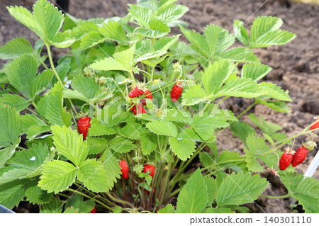 Ripening wild strawberries in a garden or greenhouse Ripening wild strawberries in a garden or greenhouse 140301110