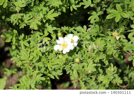 White cinquefoil flowers on a bush on a sunny summer day 140301111