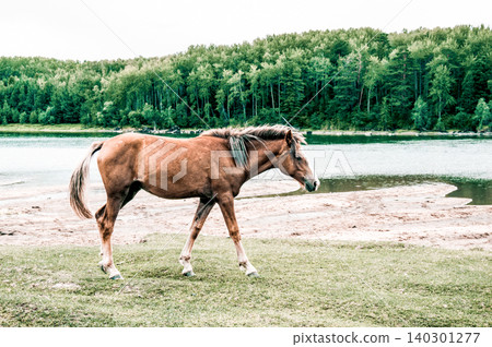 Herd of horses grazes freely outside, horse drinks water from river Herd of horses grazes freely outside, horse drinks water from river 140301277