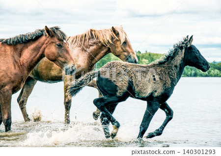 Herd of horses grazes freely outside, horse drinks water from river Herd of horses grazes freely outside, horse drinks water from river 140301293