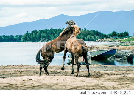 Herd of horses grazes freely outside, horse drinks water from river Herd of horses grazes freely outside, horse drinks water from river 140301295