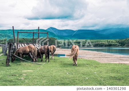 Herd of horses grazes freely outside, horse drinks water from river Herd of horses grazes freely outside, horse drinks water from river 140301298