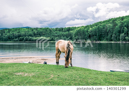 Herd of horses grazes freely outside, horse drinks water from river 140301299