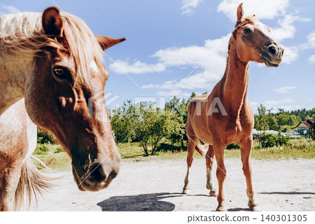 Herd of cute horses grazing on green meadow on sunny summer day 140301305