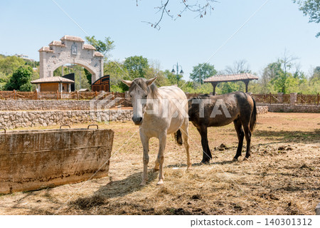 Domestic horses stand in farm stall, animals graze in spacious stable outdoor Domestic horses stand in farm stall, animals graze in spacious stable outdoor 140301312