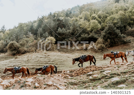 Herd of harnessed horses walk in arid area, horseback riding on vacation summer Herd of harnessed horses walk in arid area, horseback riding on vacation summer 140301325