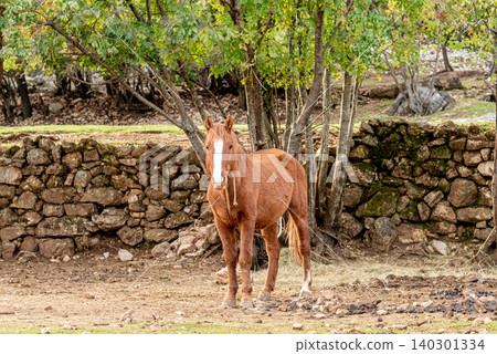 Domestic horse grazing on meadow grassland, farm with animals outdoor landscape Domestic horse grazing on meadow grassland, farm with animals outdoor landscape 140301334