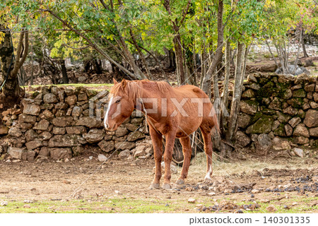 Domestic horse grazing on meadow grassland, farm with animals outdoor landscape Domestic horse grazing on meadow grassland, farm with animals outdoor landscape 140301335