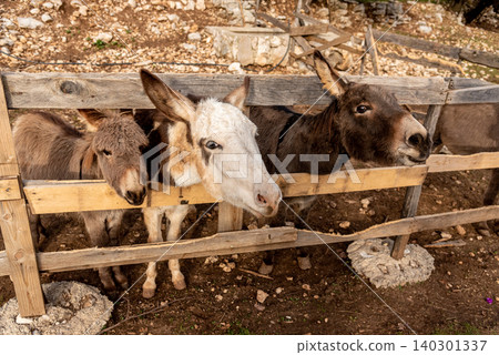 Cute fluffy donkeys stuck heads out of stable pen, domestic farm animals outdoor Cute fluffy donkeys stuck heads out of stable pen, domestic farm animals outdoor 140301337