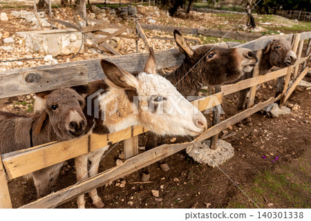 Cute fluffy donkeys stuck heads out of stable pen, domestic farm animals outdoor 140301338