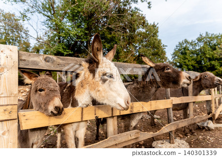 Cute fluffy donkeys stuck heads out of stable pen, domestic farm animals outdoor Cute fluffy donkeys stuck heads out of stable pen, domestic farm animals outdoor 140301339