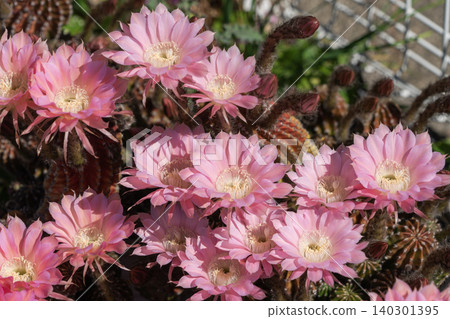 仙人掌花成簇盛開 仙人掌花成簇盛開 140301395