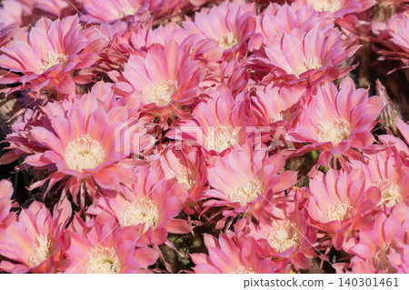 Cactus flowers blooming in clusters Cactus flowers blooming in clusters 140301461