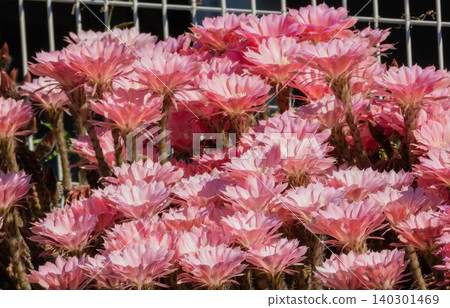 Cactus flowers blooming in clusters Cactus flowers blooming in clusters 140301469