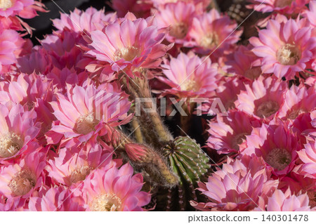 Cactus flowers blooming in clusters Cactus flowers blooming in clusters 140301478