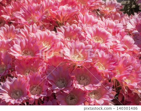 Cactus flowers blooming in clusters Cactus flowers blooming in clusters 140301486