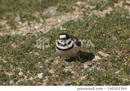 Killdeer Bird Guarding Nest of Eggs on Ground 140301564