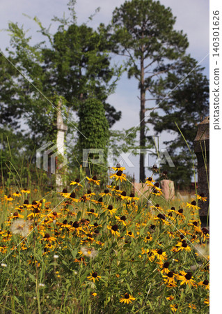 Wildflowers Growing at Historic Cemetery in Rural East TX Troup City Cemetery Wildflowers Growing at Historic Cemetery in Rural East TX Troup City Cemetery 140301626
