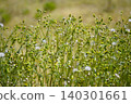 四季千里光（Senecio vulgaris），全年開花，叢生：1 140301661