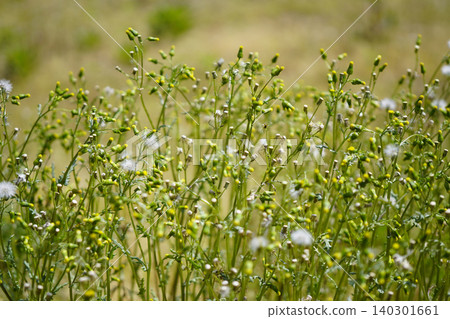 四季千里光(Senecio vulgaris),全年開花,叢生:1 四季千里光(Senecio vulgaris),全年開花,叢生:1 140301661