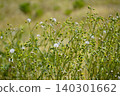 四季千里光（Senecio vulgaris），全年開花，叢生：2 140301662