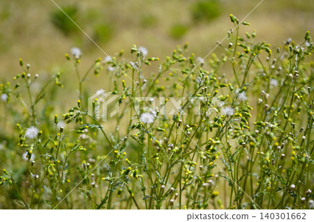 四季千里光(Senecio vulgaris),全年開花,叢生:2 四季千里光(Senecio vulgaris),全年開花,叢生:2 140301662