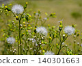 四季千里光（Senecio vulgaris），全年開花，叢生：3 140301663