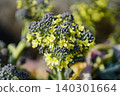 綠花椰菜：1 140301664
