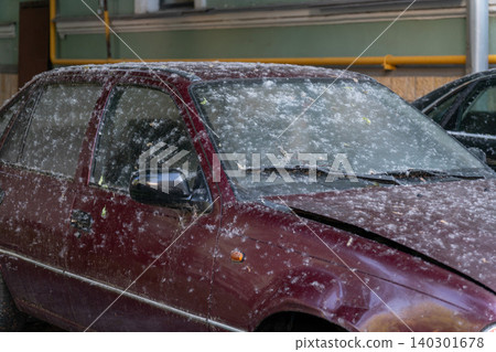 Red parked car is covered with dense layer of poplar fluff, illustrating seasonal urban conditions. Seasonal allergy, environmental awareness, weather coverage, urban life, city environment Red parked car is covered with dense layer of poplar fluff, illustrating seasonal urban conditions. Seasonal allergy, environmental awareness, weather coverage, urban life, city environment 140301678