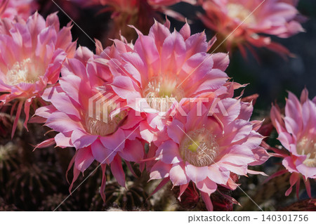 仙人掌花成簇盛開 仙人掌花成簇盛開 140301756