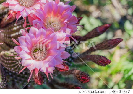 Cactus flowers blooming in clusters Cactus flowers blooming in clusters 140301757