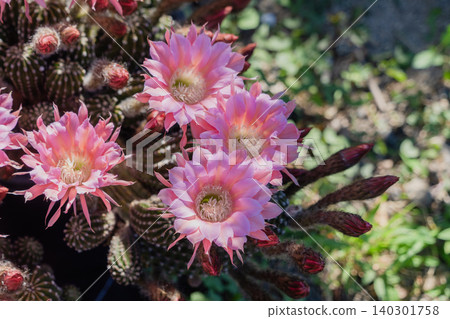 Cactus flowers blooming in clusters Cactus flowers blooming in clusters 140301758