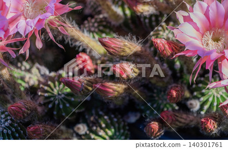 仙人掌花成簇盛開 仙人掌花成簇盛開 140301761