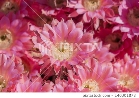Cactus flowers blooming in clusters Cactus flowers blooming in clusters 140301878