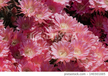 仙人掌花成簇盛開 仙人掌花成簇盛開 140301885