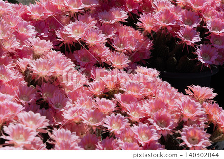 Cactus flowers blooming in clusters Cactus flowers blooming in clusters 140302044