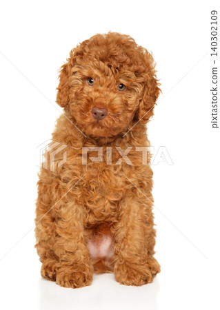 Red labradoodle puppy sitting on white background looking up Red labradoodle puppy sitting on white background looking up 140302109