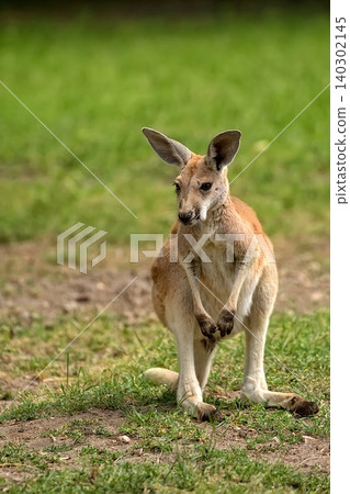 Kangaroo in the clearing, a portrait Kangaroo in the clearing, a portrait 140302145