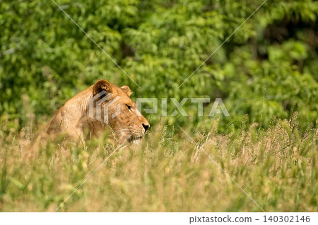 Lioness in a clearing 140302146