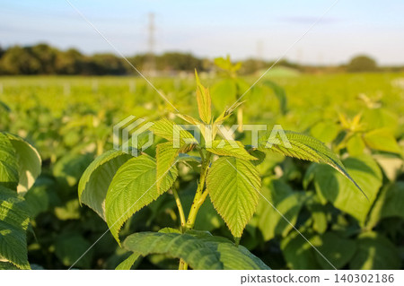A close-up of vibrant green raspberry plants. Textured, serrated leaves and young shoots basking in warm sunlight against a soft, blurred field background. A close-up of vibrant green raspberry plants. Textured, serrated leaves and young shoots basking in warm sunlight against a soft, blurred field background. 140302186