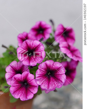 紫色矮牽牛花 紫色矮牽牛花 140302197