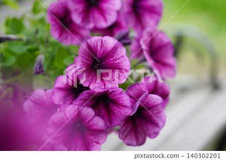 Petunia of purple Petunia of purple 140302201